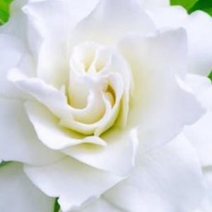 Meet your Posher, Juliet